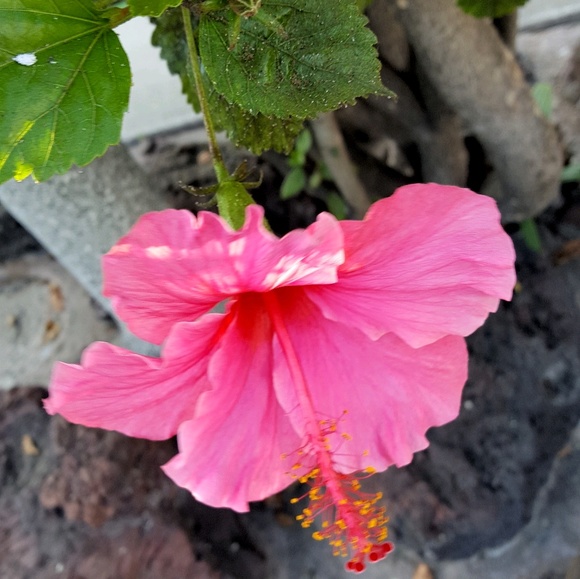 rose_rg